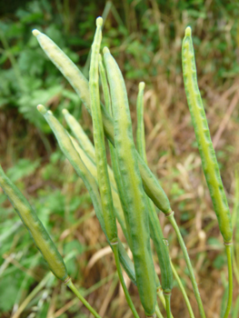 Fruits ressemblant à des gousses de haricots dressés vers le haut. Ces capsules sont très étroites et s'ouvrent de bas en haut. Agrandir dans une nouvelle fenêtre (ou onglet)